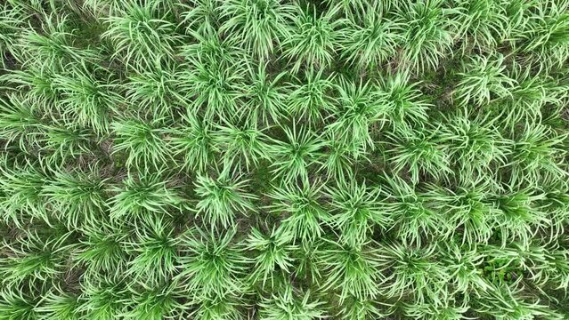 sugarcane field Aerial Drone video Fottage in Bangladesh