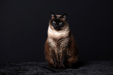 Siamese cat (Thai) on black background