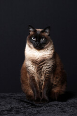Siamese cat (Thai) on black background
