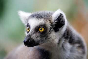 Fototapeta premium Ring-tailed lemur (lemur catta) close up shot