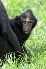 Young Crested macaque close up shot