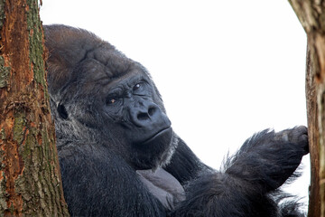 Close up shot of Western Lowland Gorilla