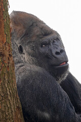 Close up shot of Western Lowland Gorilla