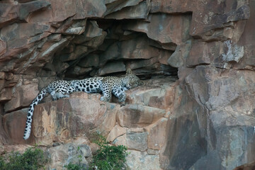 leopard on a rock