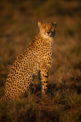 cheetah in the grass