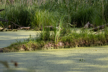 Rushes and wild nature - wild thickets, shelter for animals. A wild pool, duckweed in a nature reserve