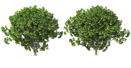 Obraz premium Tree on transparent background