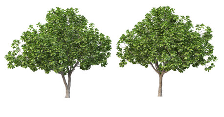 Tree on transparent background