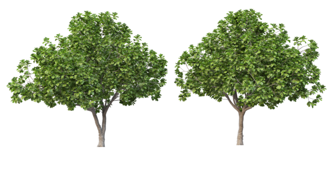 Tree on transparent background