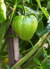 Unripe green tomatoes on a branch in a vegetable garden