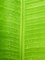 water drops on green banana leaf texture, macro shot of nature - 522490376