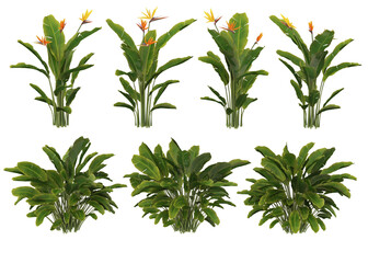 Tropical plants on a transparent background