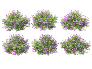 Trees with pink blossoms on a transparent background