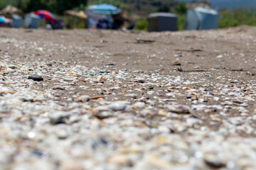 close-up shot of Seashells on the beach