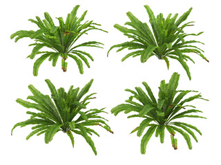 Tropical plants on a transparent background