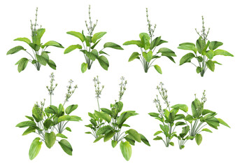 Tropical plants on a transparent background