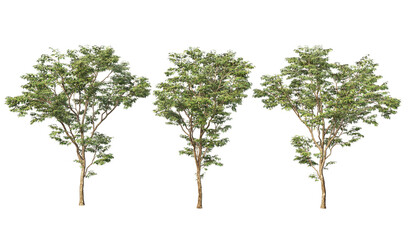 Obraz premium Tree on transparent background