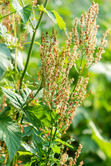 Sorrel blooms in the garden. Rumex acetosa, common sorrel, a perennial herbaceous plant