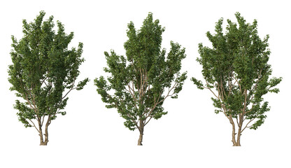 Fototapeta premium Tree on transparent background