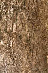 木の幹の背景素材