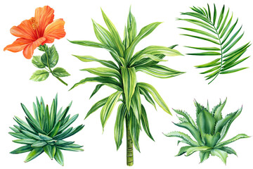 set of tropical plants, palm leaves, hibiscus, green leaf, succulent hand painted watercolor, botanical painting