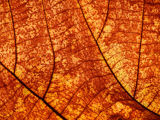 autumn brown leaf texture ( teak leaf )