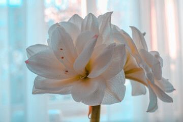 Beautiful blooming white amaryllis with blurred window in background.	