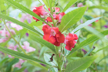 Portrait photos Colorful flowers in the outdoor garden.