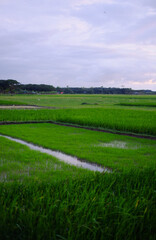Green paddy field with cloudy sky