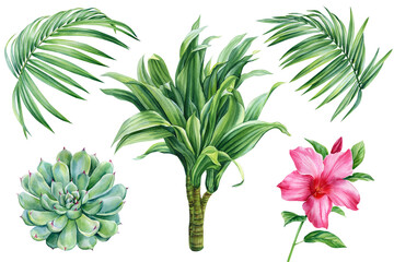Fototapeta na wymiar Palm trees, flower and succulent, tropical plants on isolated white background,Hand drawn Nature Watercolor illustration
