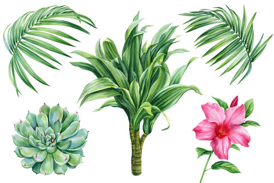Palm trees, flower and succulent, tropical plants on isolated white background,Hand drawn Nature Watercolor illustration