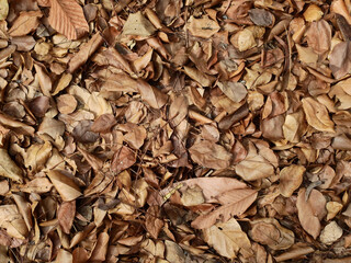 pile of autumn leaf on the ground