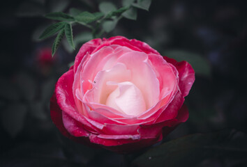 Rosafarbene Blume / Nahaufnahme