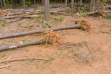 This is scene of the landscape of the construction site with dirt and uprooted roots that are clearing the land for new development.