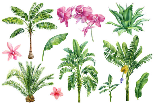 Palm trees, orchid flowers, tropical plants on isolated white background, Watercolor illustration botanical