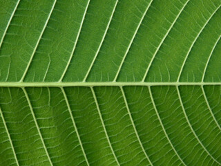close up under the green leaf texture of Golden gardenia tree ( Gardenia sootepensis Hutch )
