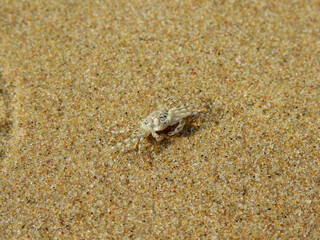 Ghost crab ( Ocypode ceratophthalmus ) on the sand beach