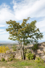Fototapeta na wymiar Tree and View from Castelo Rodrigo Castle; Portugal