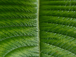 close up green leaf texture of Golden gardenia tree ( Gardenia sootepensis Hutch )