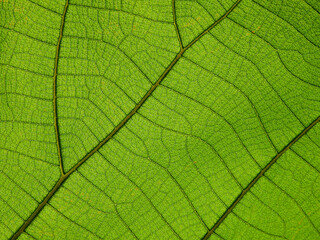 green leaf texture ( teak leaf )