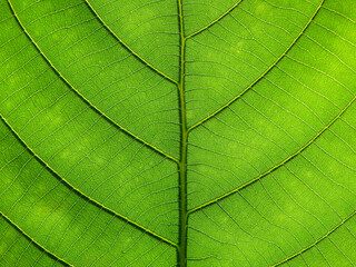 close up green leaf texture of natural background