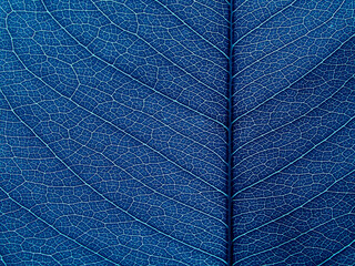 lines of vein leaf of blue color tone texture
