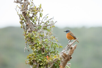 robin on a branch