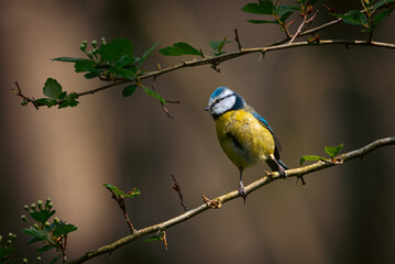 Blue Tit in the warm woods