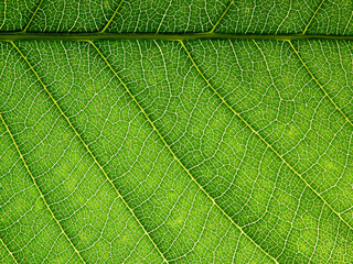 green leaf macro shot of natural background