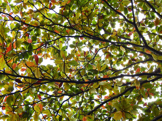perspective of under tropical almond tree ( Terminalia catappa L. ) with colorful autumn leaf season