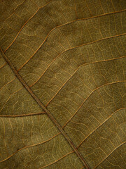 close up dry leaf texture ( teak leaf )