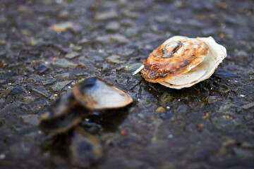 Broken clam shells closeup	