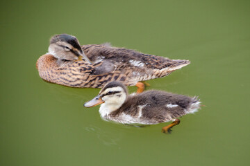 An adult and a juvenile mallard duck swimming in a green pond.