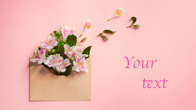 fresh pink flowers in an envelope on pink background with space for text. High quality photo
